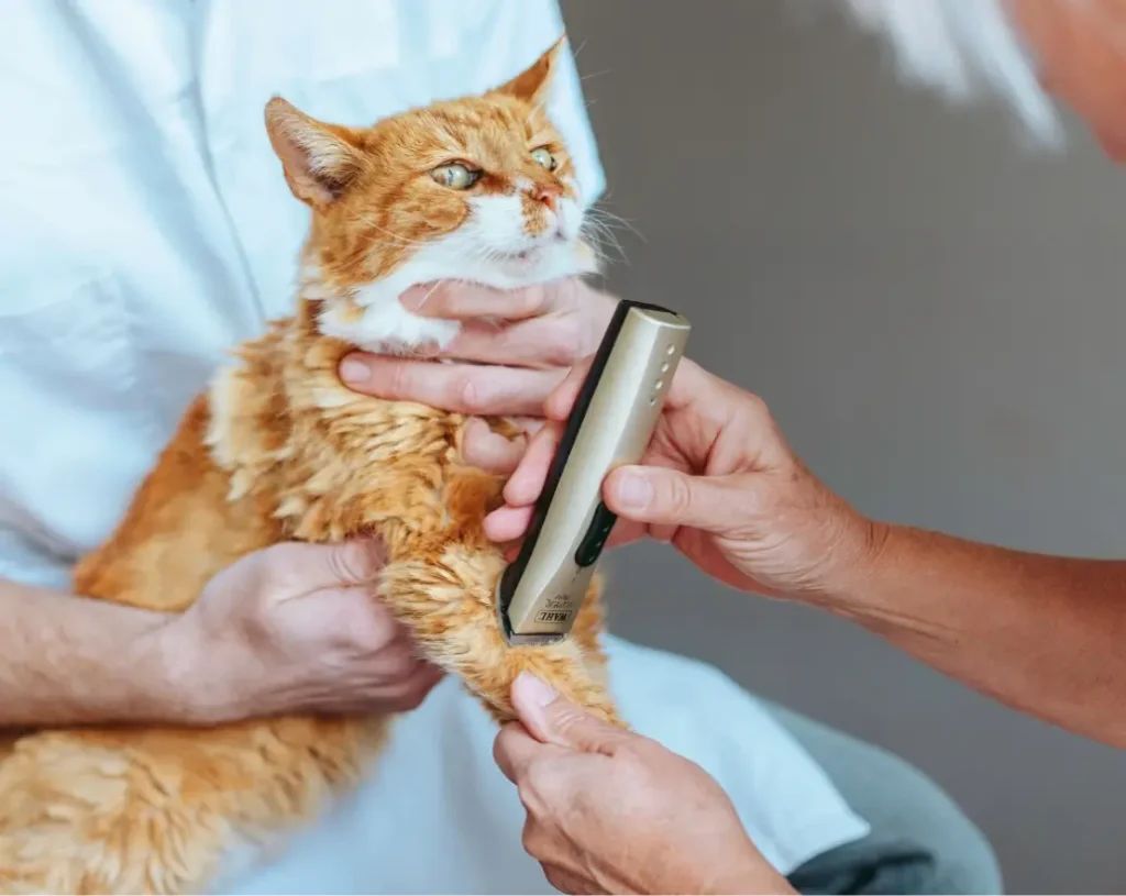 De altijd bereikbare dierenarts in Gouda