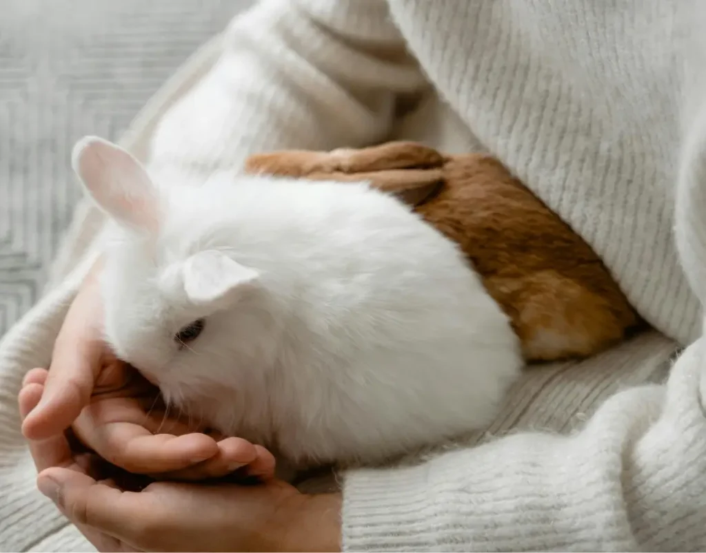 De dierenarts in Gouda die met je meedenkt