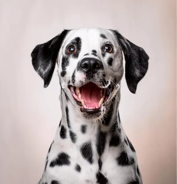 Gebitsbehandelingen bij de Goudse Dierenarts