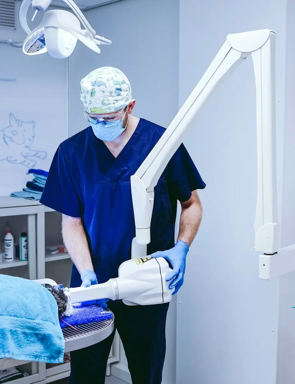 Gebitsbehandeling dierenarts dieren huisdier kat hond poes