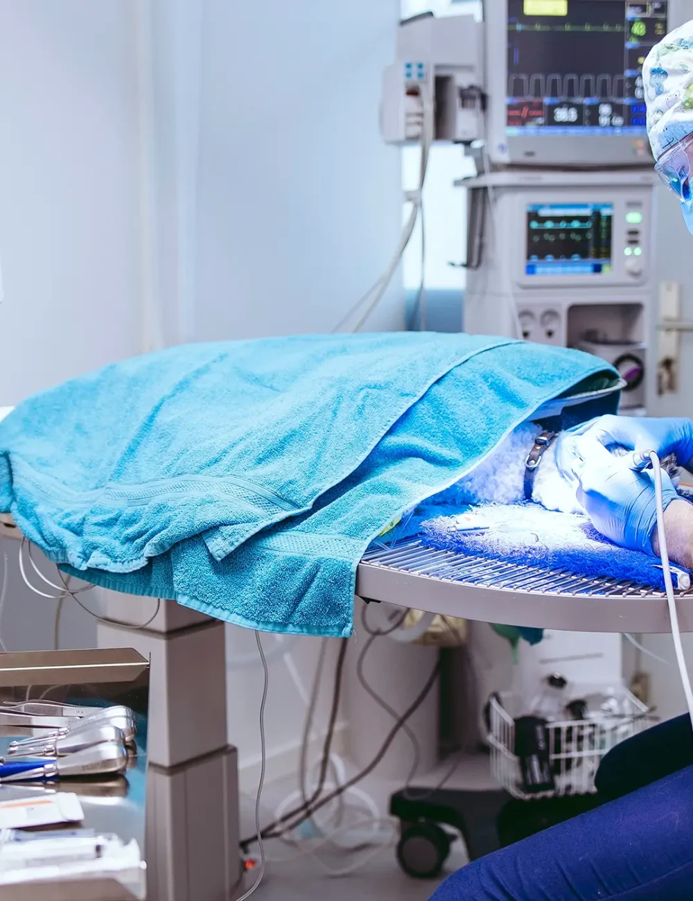 Gebitsbehandeling dierenarts dieren huisdier kat hond poes