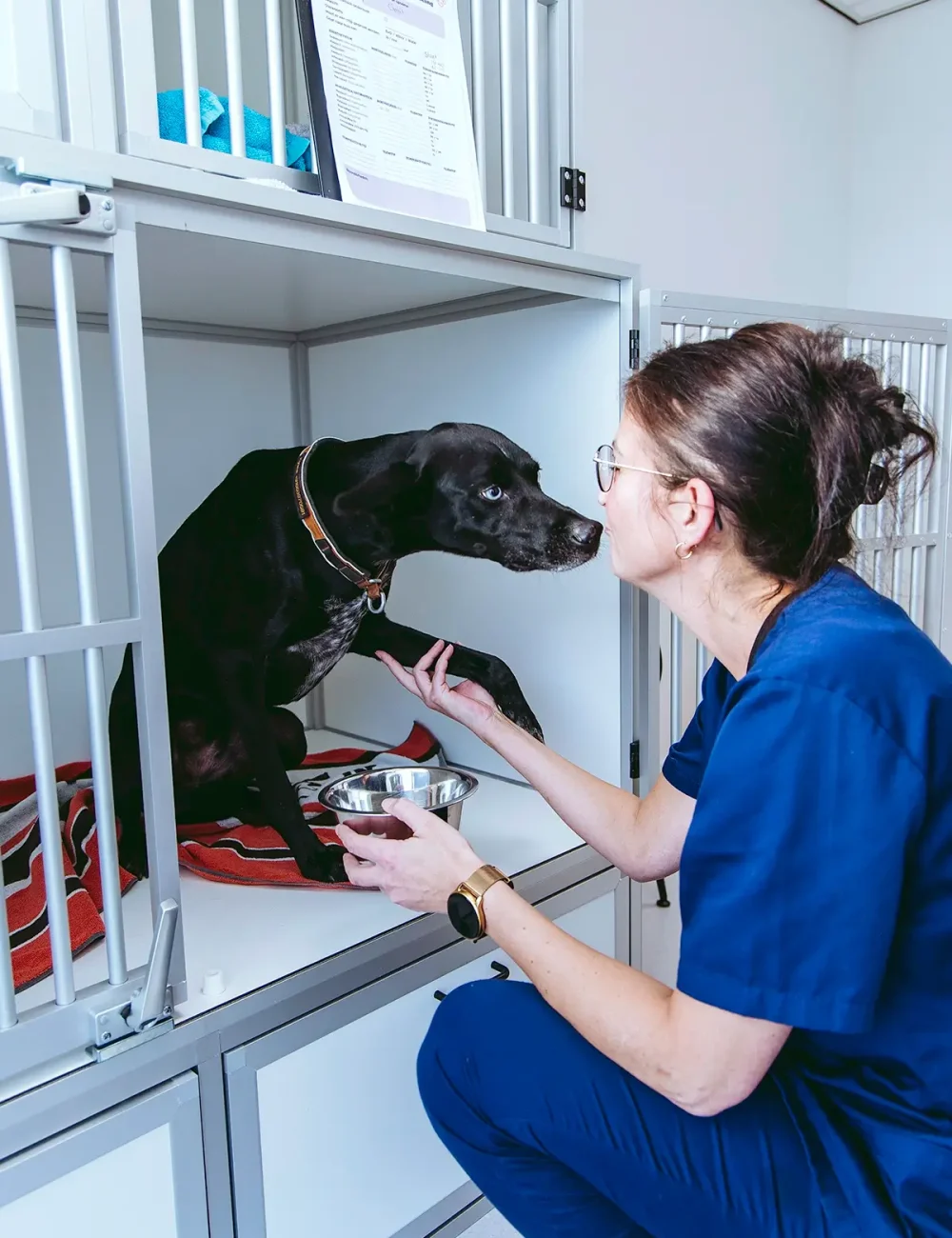 Operatie van jouw huisdier bij de Goudse dierenarts