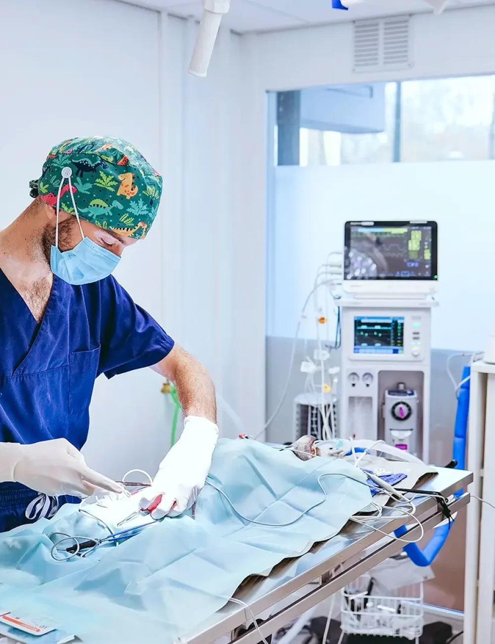 Operatie van jouw huisdier bij de Goudse dierenarts