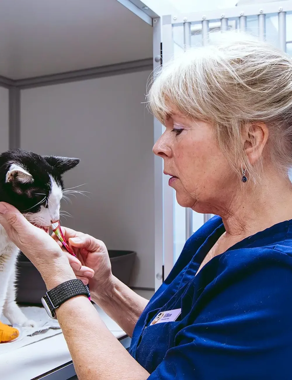 Operatie van jouw huisdier bij de Goudse dierenarts