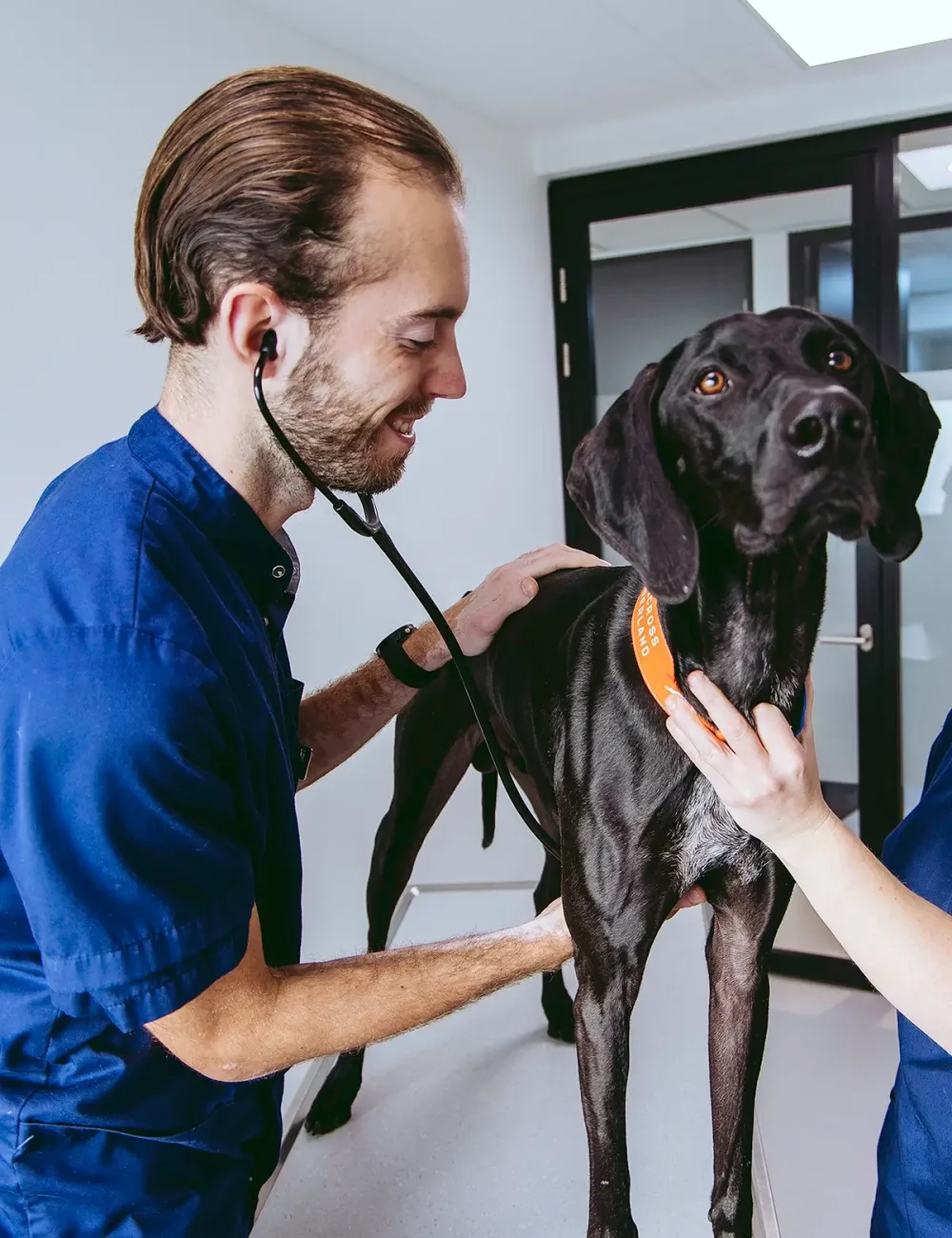 Preventieve gezondheidszorg dierenartspraktijk